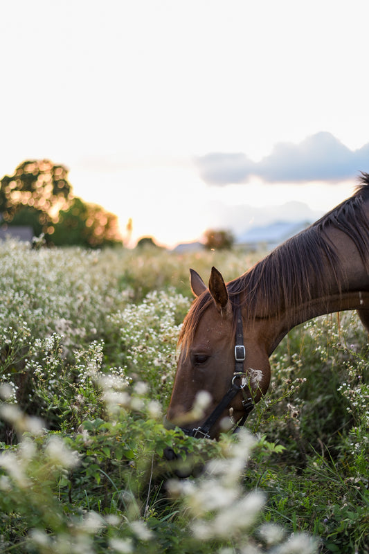 Environmentally Friendly Barn Practices